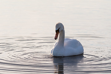 Image showing White swan in a bright and calm water