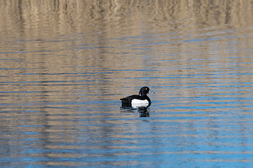 Image showing Male Tufted duck in a pond