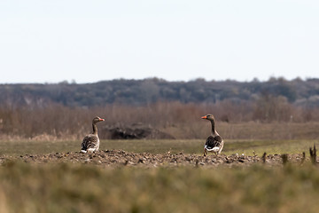 Image showing Two Greylag Geese in a field