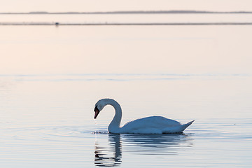 Image showing Elegant swan swimming in a calm water