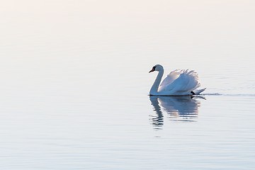 Image showing White swan gliding by a seamless background