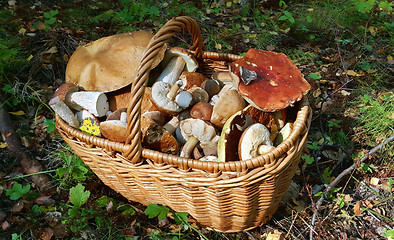 Image showing Basket with edible mushrooms