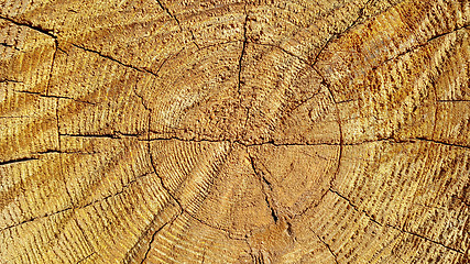 Image showing Natural wooden texture with rings and cracks pattern