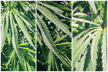 Image showing Abstract background with cannabis plant