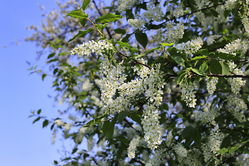 Image showing Spring branches of flowering bird cherry