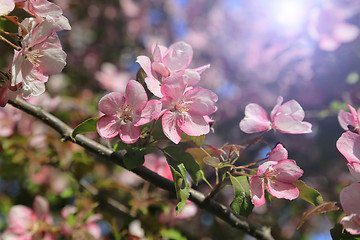 Image showing Branches of apple tree with beautiful pink flowers