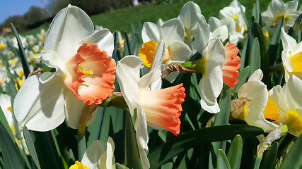 Image showing Close-up of beautiful bright Narcissus flowers