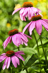 Image showing Echinacea purpurea plant