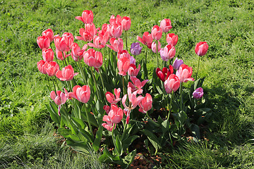 Image showing Beautiful bright pink tulips on a green lawn 