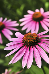 Image showing Echinacea purpurea plant