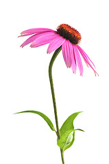 Image showing Echinacea purpurea plant