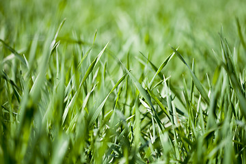 Image showing Field of green grass