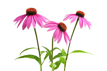 Image showing Echinacea purpurea plant