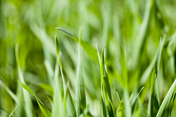 Image showing Field of green grass