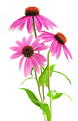 Image showing Echinacea purpurea plant