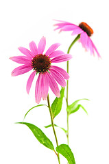 Image showing Echinacea purpurea plant