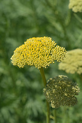 Image showing Gold plate yarrow