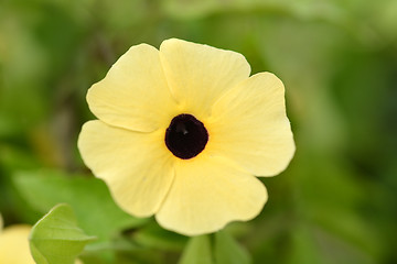 Image showing Black-eyed Susan vine