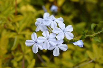 Image showing Blue plumbago