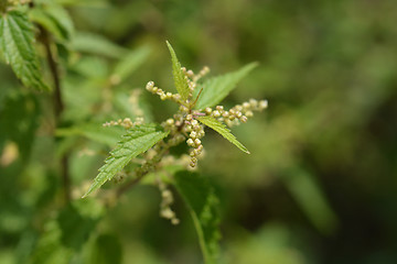 Image showing Common nettle