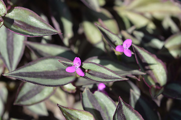 Image showing Wandering jew