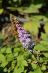 Image showing Dwarf Chinese astilbe