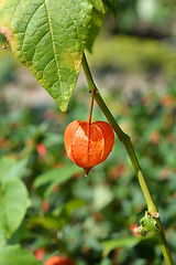 Image showing Bladder cherry