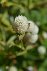 Image showing White globe amaranth