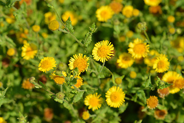 Image showing Small fleabane flowers