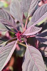 Image showing Purple Amaranth Velvet Curtains