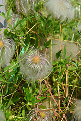 Image showing Golden Clematis