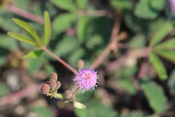 Image showing Sensitive plant