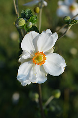 Image showing Japanese anemone Honorine Jobert