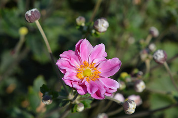 Image showing Japanese anemone Koenigin Charlotte