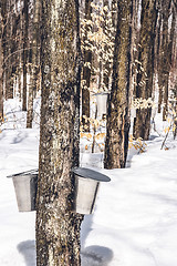 Image showing Spring forest during maple sap collection