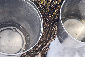 Image showing Buckets with maple sap collected from trees