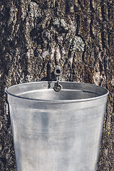 Image showing Pail attached to a maple tree to collect sap