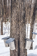 Image showing Maple syrup production season