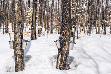 Image showing Traditional maple syrup production in Quebec