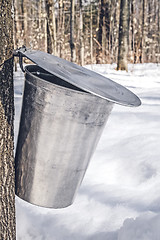 Image showing Metal bucket on a tree collecting maple sap