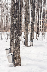 Image showing Traditional maple syrup production