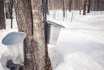 Image showing Collecting sap from trees to produce maple syrup