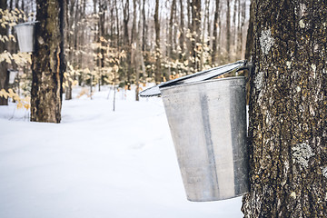 Image showing Maple sap dripping into a metal pail