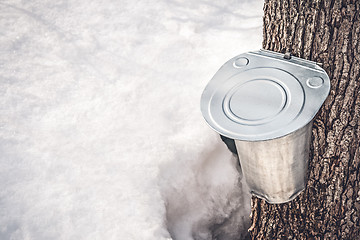 Image showing Metal pail attached to a tree to collect maple sap