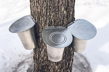 Image showing Three pails attached to a maple tree to collect sap