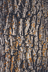 Image showing Mossy tree bark texture