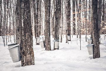 Image showing Maple syrup production in Quebec