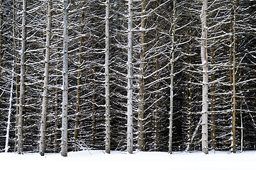 Image showing Tree trunks in winter