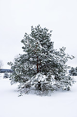 Image showing Winter landscape