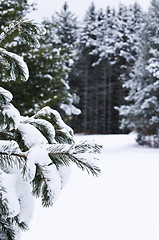 Image showing Winter landscape